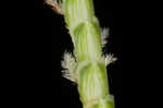 Centipede grass